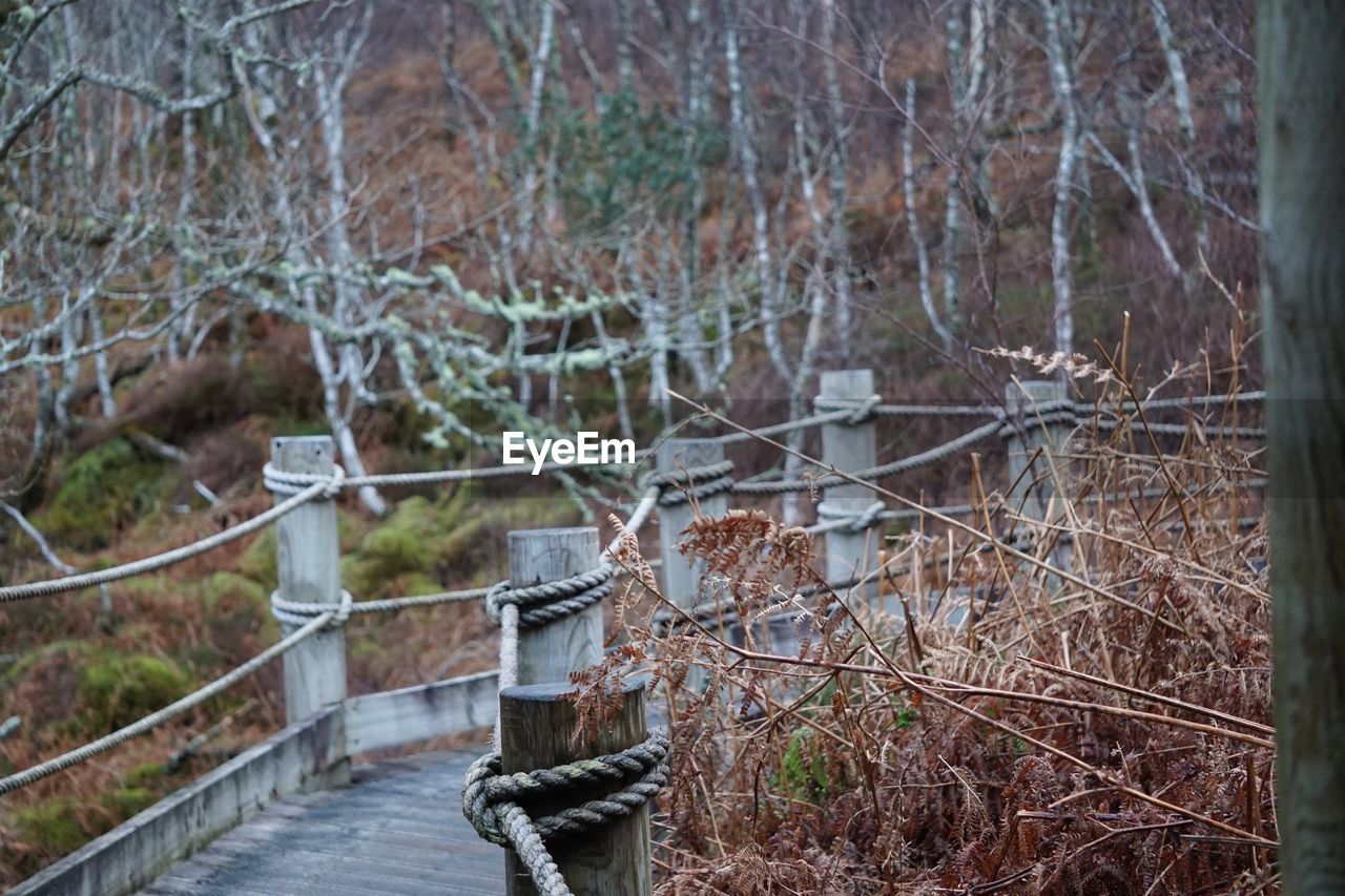 Bridge against bare trees in forest