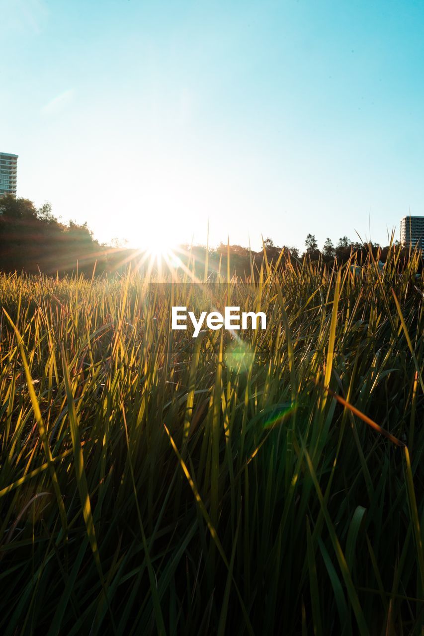 Crops growing on field against bright sun