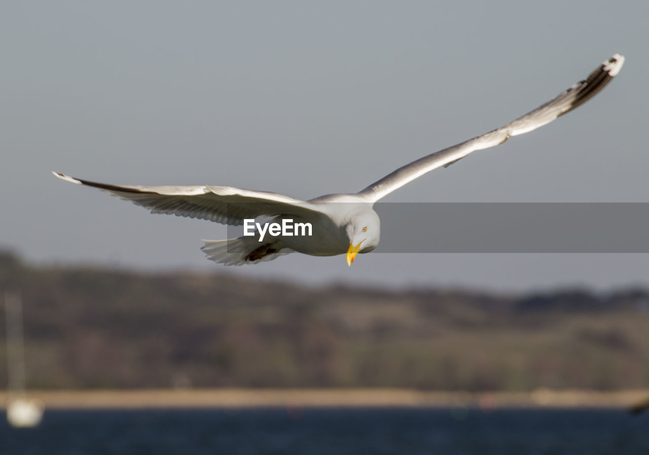 Close-up of seagull flying in sky