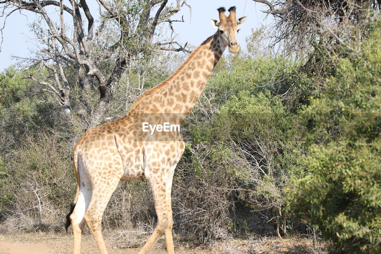 animal, animal themes, giraffe, animal wildlife, wildlife, mammal, safari, savanna, one animal, plant, tree, nature, no people, standing, adventure, day, herbivorous, domestic animals, outdoors, land, tourism, zoo, animal markings, side view, full length, sky, sunlight, beauty in nature, travel destinations, field