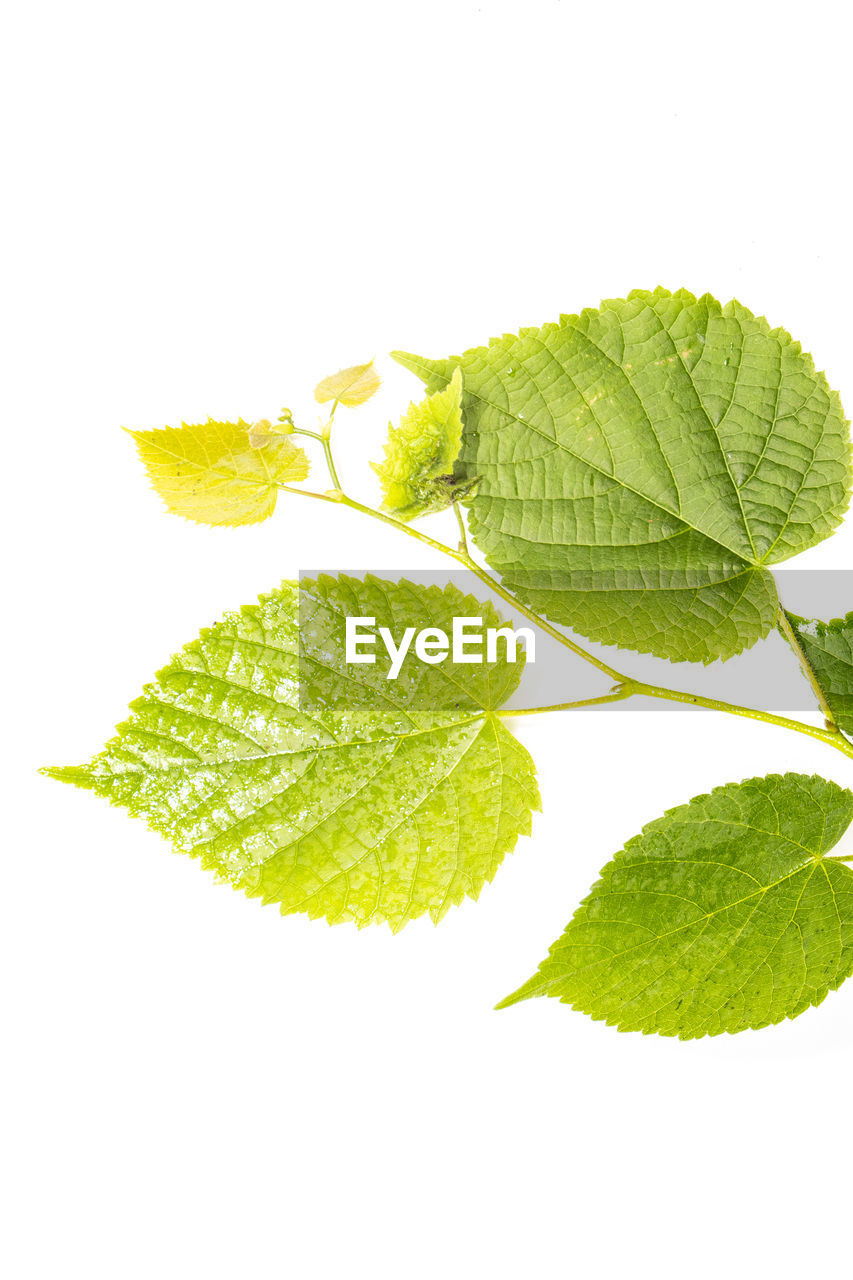 leaf, plant part, food and drink, green, plant, food, white background, freshness, herb, studio shot, cut out, nature, healthy eating, wellbeing, no people, fruit, mint leaf - culinary, indoors, produce, close-up, herbal medicine, medicine