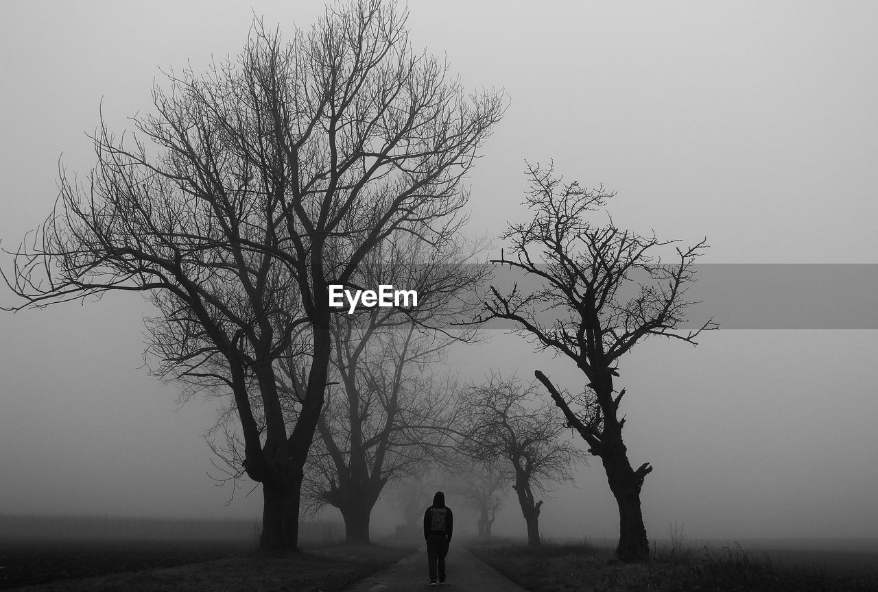 Man walking amidst bare trees during foggy weather