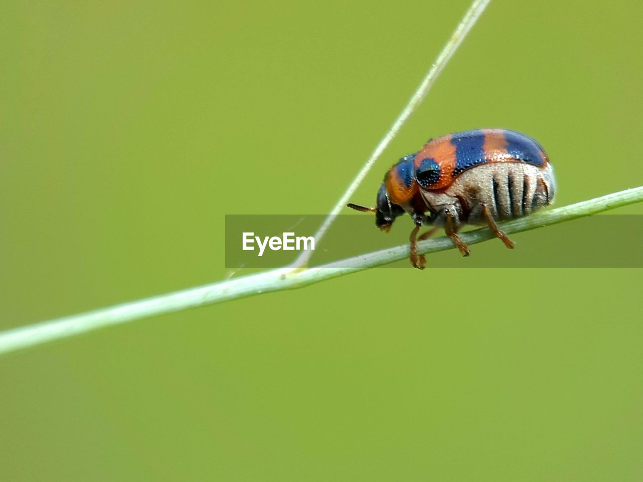 INSECT ON LEAF