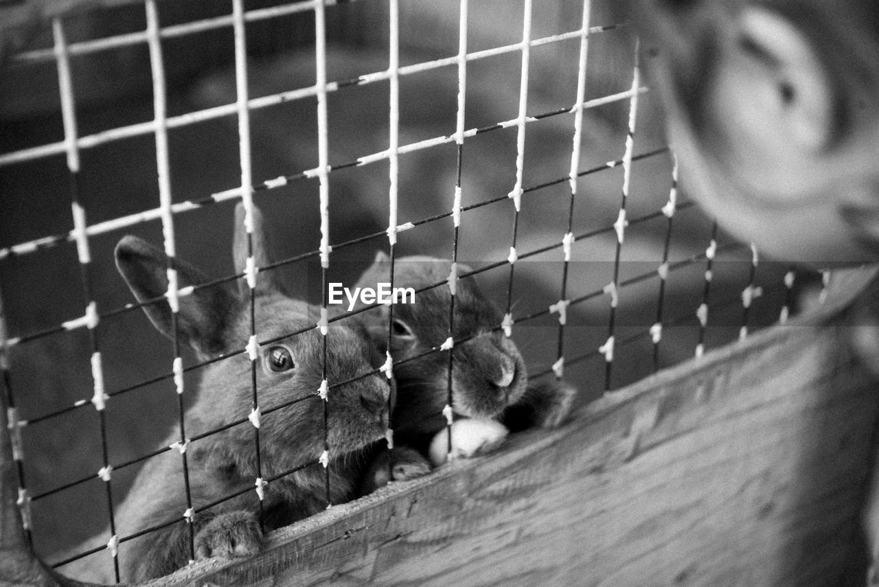 Profile of a woman standing by the fence looking at a rabbit