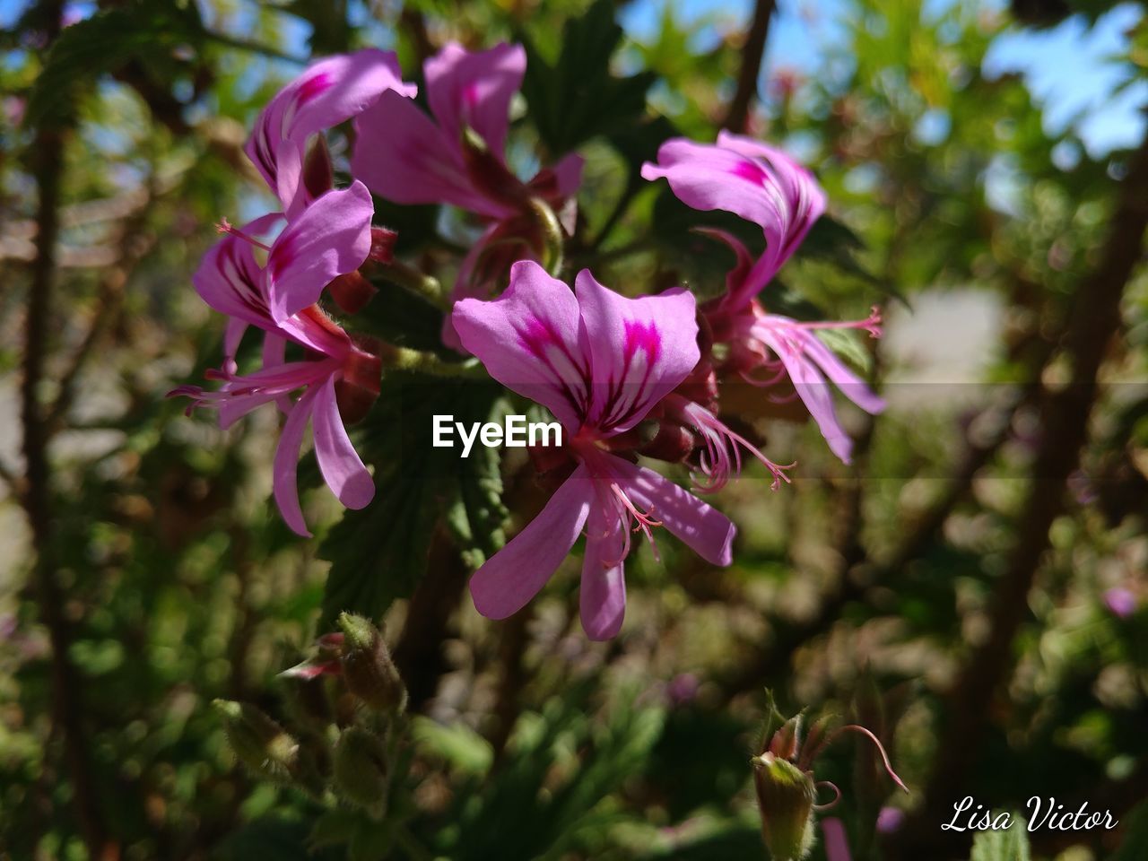 CLOSE-UP OF FLOWERS