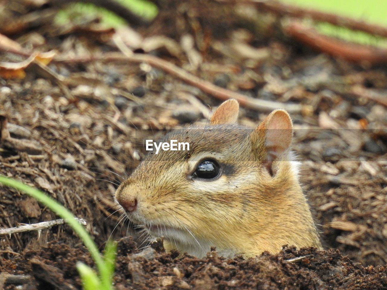 Close-up of chipmunk in burrow