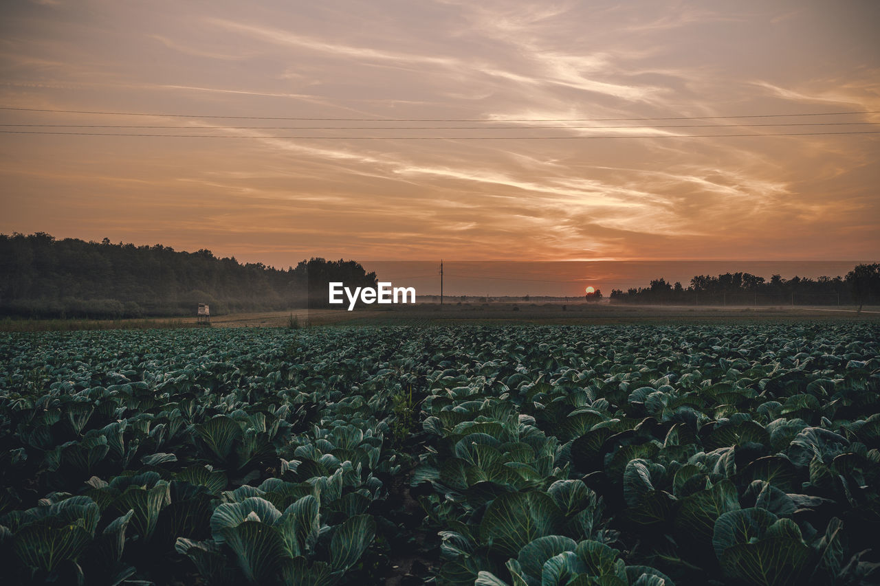 Scenic view of cabbage field during sunset