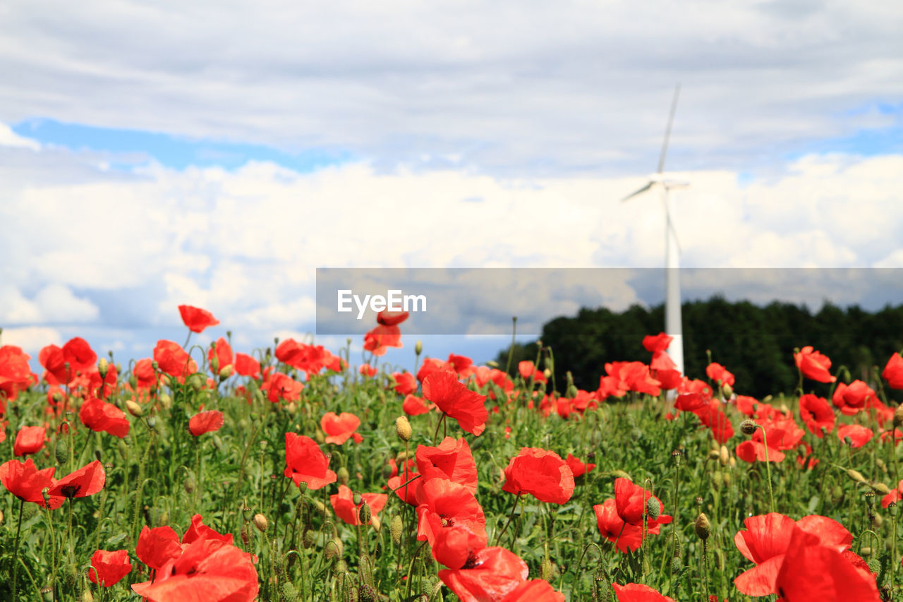 CLOSE-UP OF RED POPPY FLOWERS GROWING ON FIELD