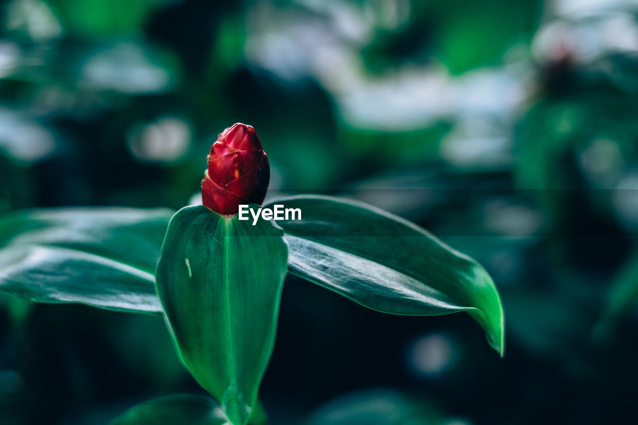 CLOSE-UP OF RED FLOWER BLOOMING