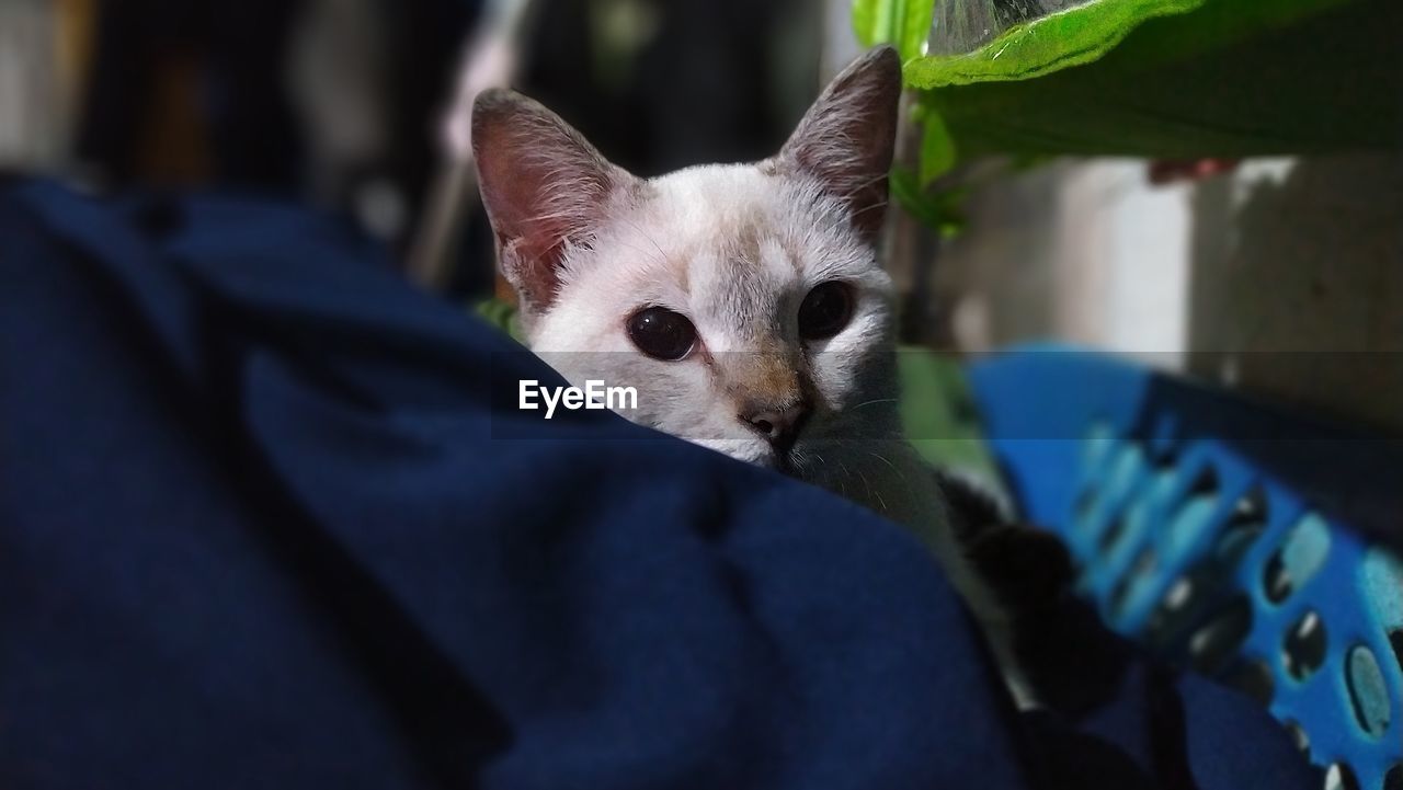 CLOSE-UP PORTRAIT OF KITTEN ON CAT