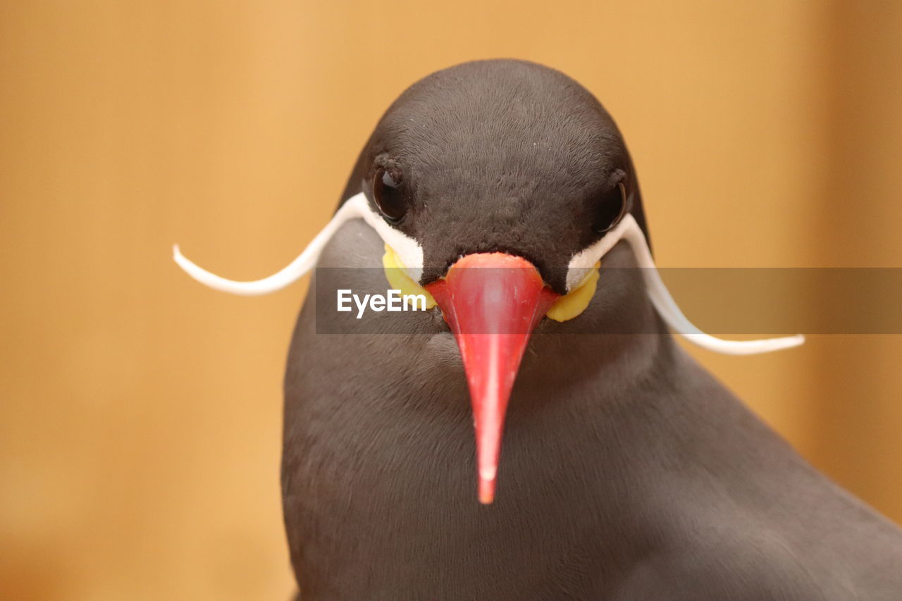 CLOSE-UP PORTRAIT OF BLACK BIRD ON FLOOR