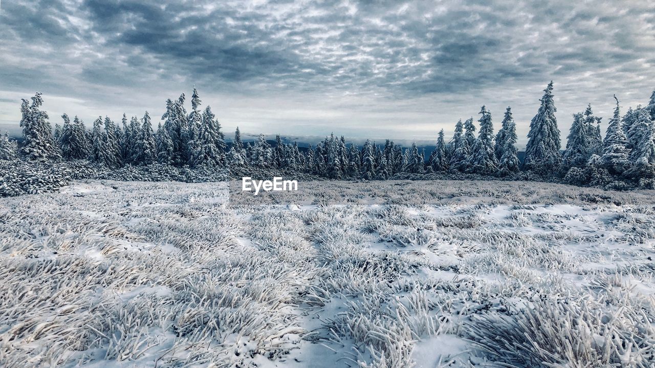 SNOW COVERED PINE TREES AGAINST SKY