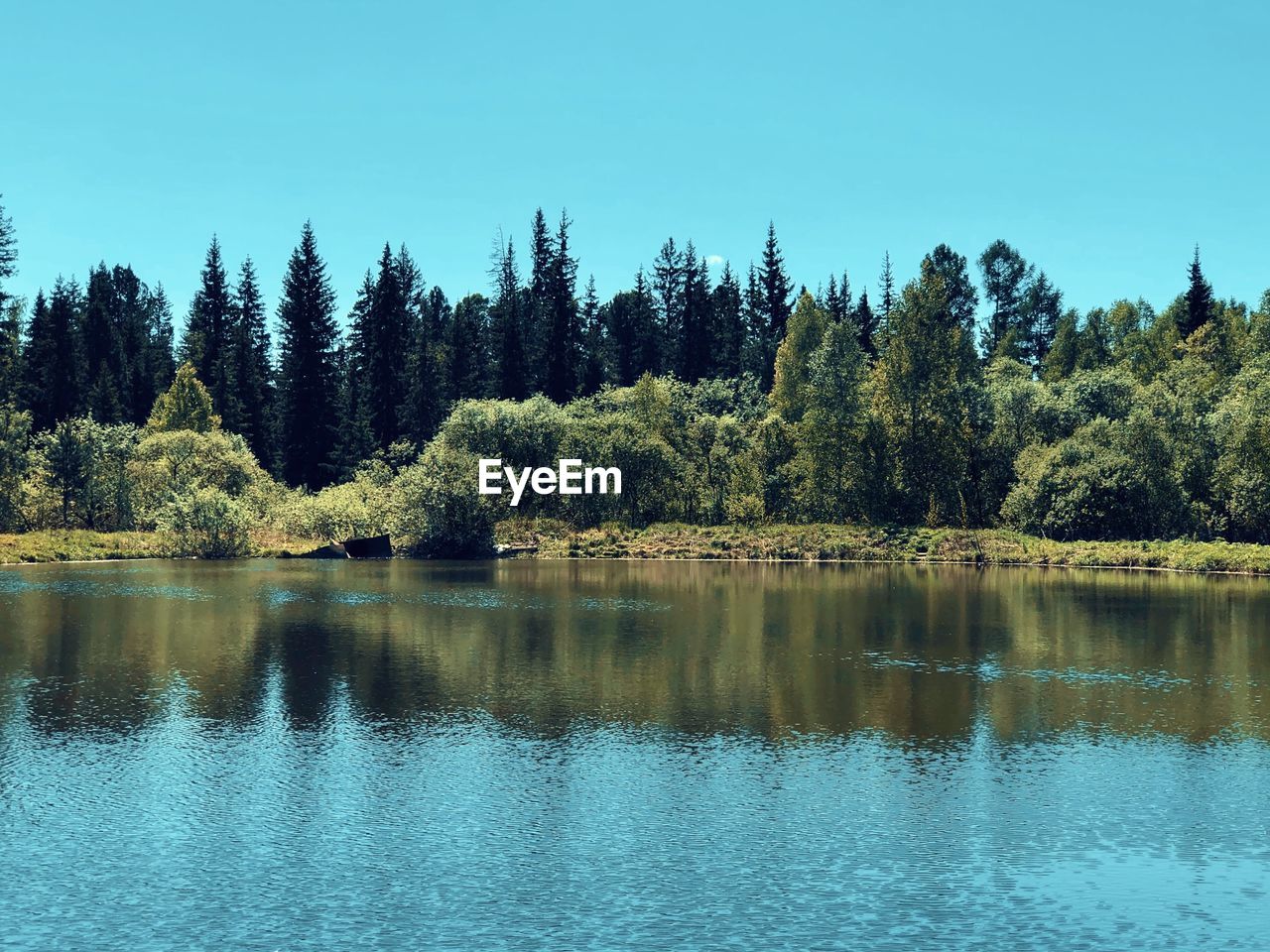 SCENIC VIEW OF LAKE AGAINST TREES IN FOREST