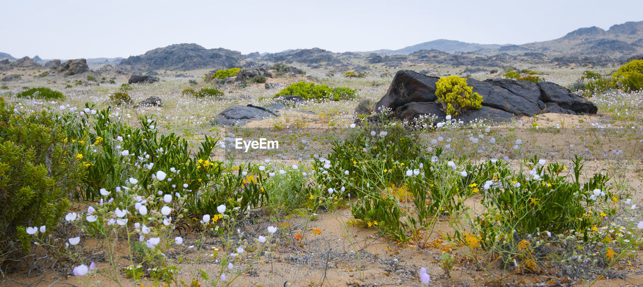 Scenic view of rocks on field against sky