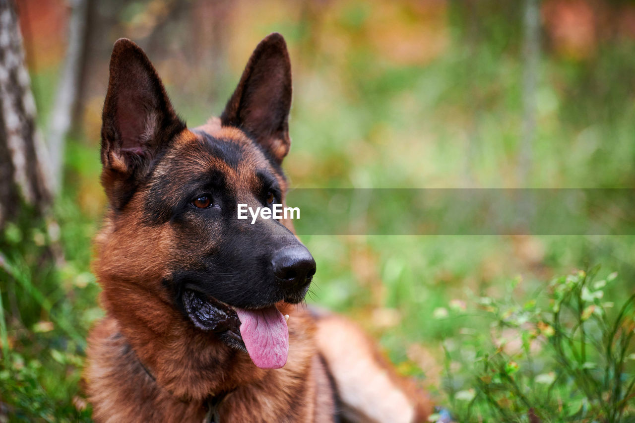 German shepherd dog portrait close up outdoor, german shepherd dog lying on green grass