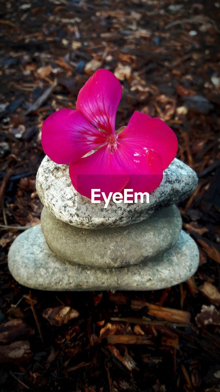 CLOSE-UP OF PINK AND YELLOW FLOWER