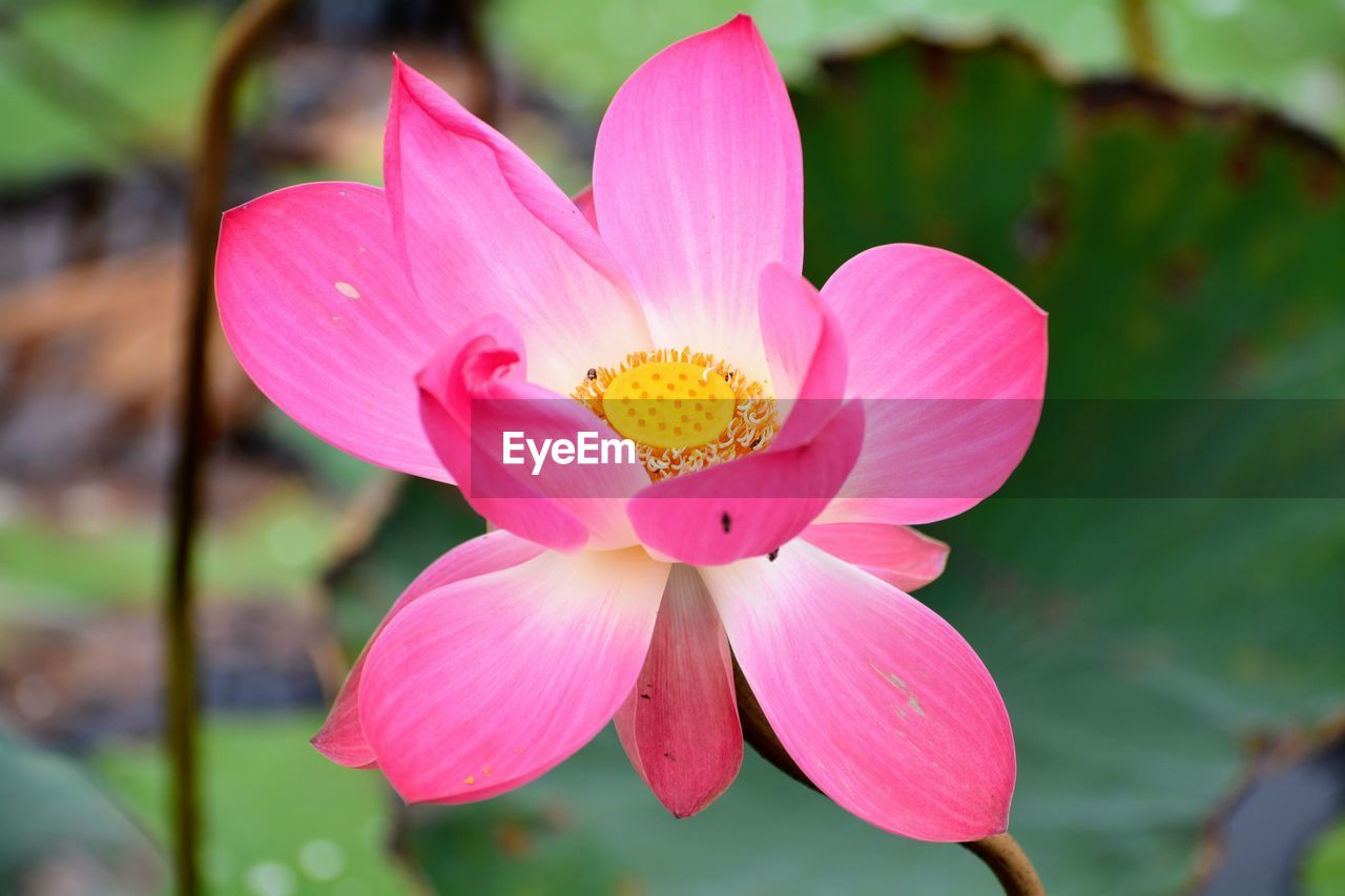 flower, flowering plant, plant, pink, beauty in nature, freshness, petal, flower head, close-up, inflorescence, fragility, nature, water lily, aquatic plant, macro photography, pollen, blossom, water, lotus water lily, pond, no people, growth, proteales, focus on foreground, leaf, lily, outdoors, plant part, stamen, springtime, magenta, botany, day