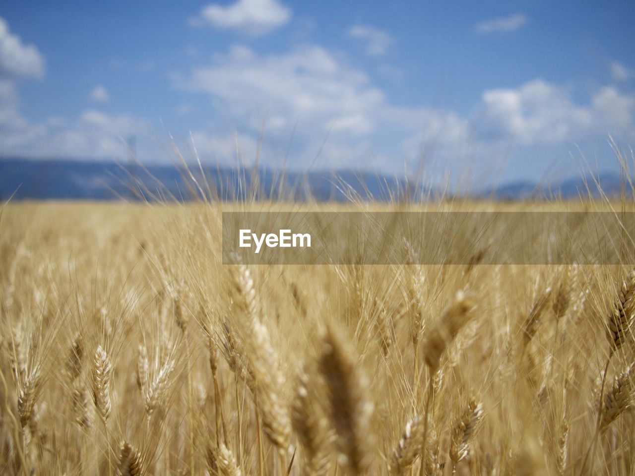 Close-up of wheat field against sky