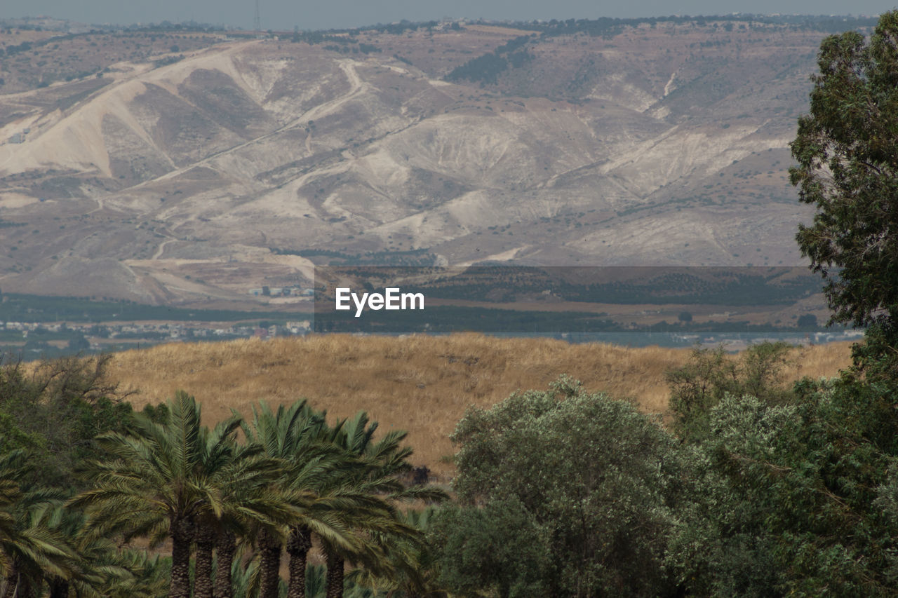 Scenic view of palm trees on landscape