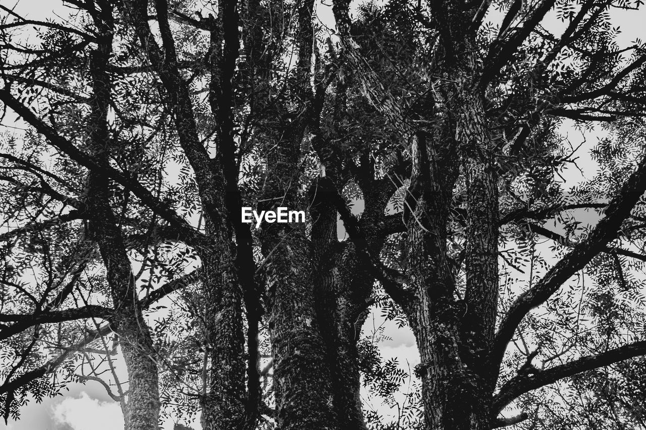 LOW ANGLE VIEW OF TREES AGAINST SKY IN FOREST