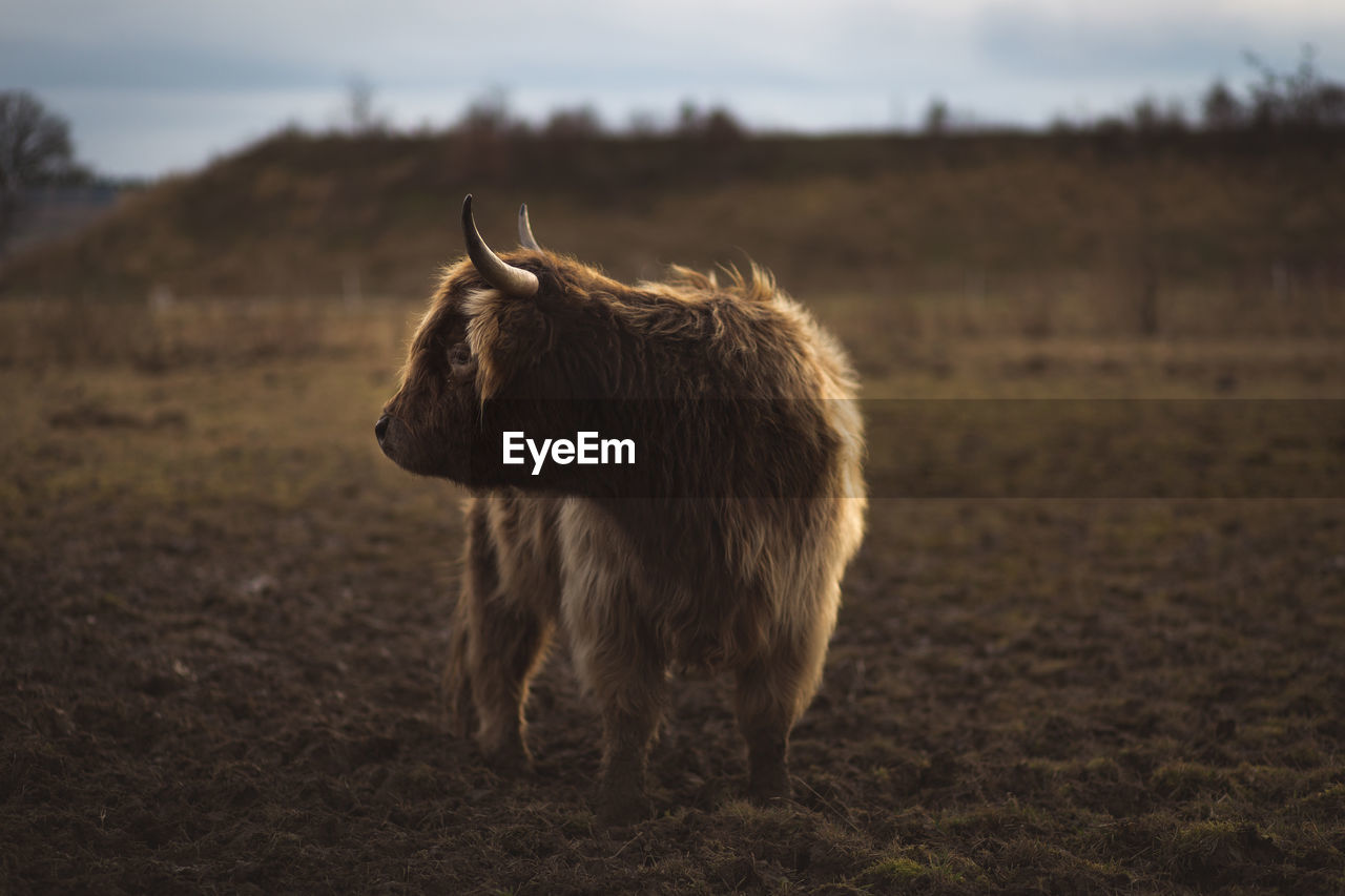 BROWN HORSE STANDING ON FIELD