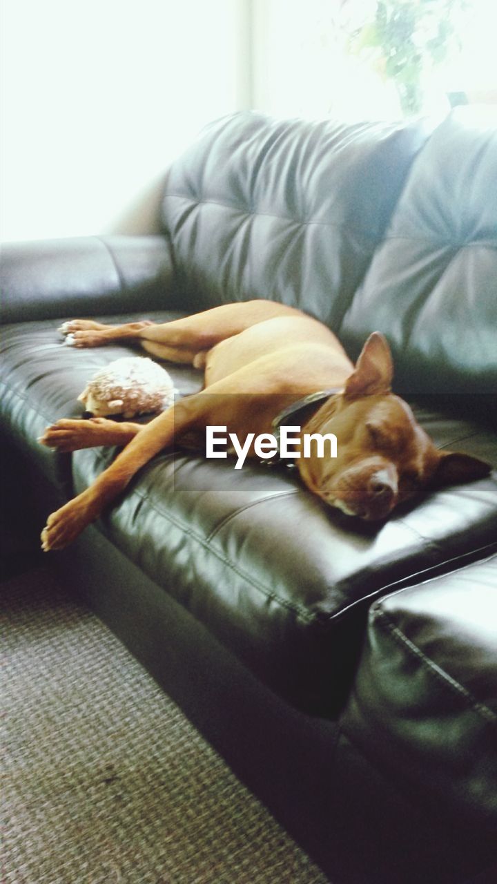 View of dog sleeping on sofa