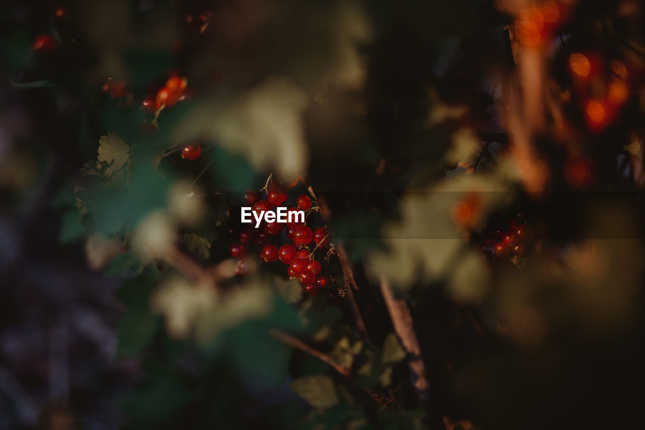 CLOSE-UP OF RED BERRIES ON TREE