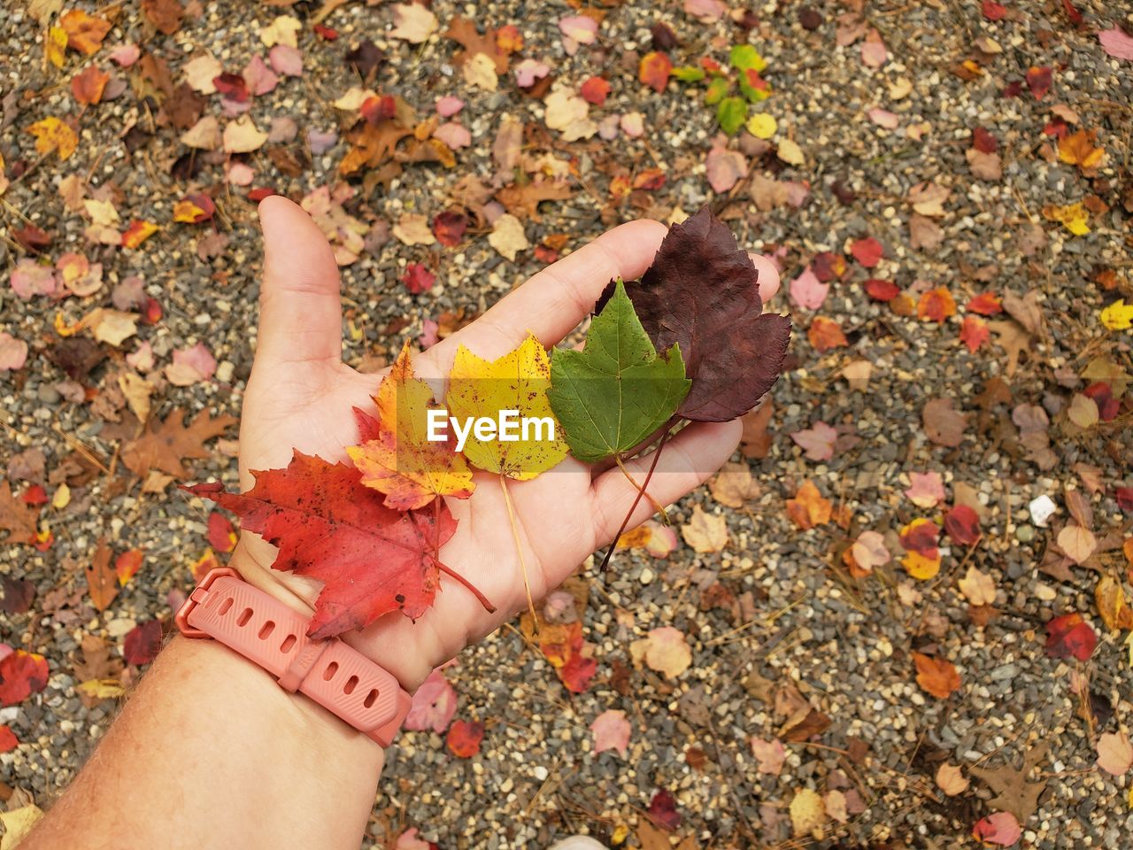 Cropped hand holding maple leaves during autumn