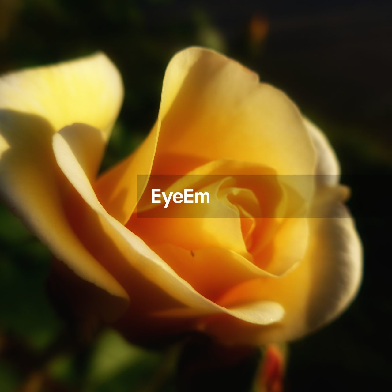 CLOSE-UP OF YELLOW FLOWER