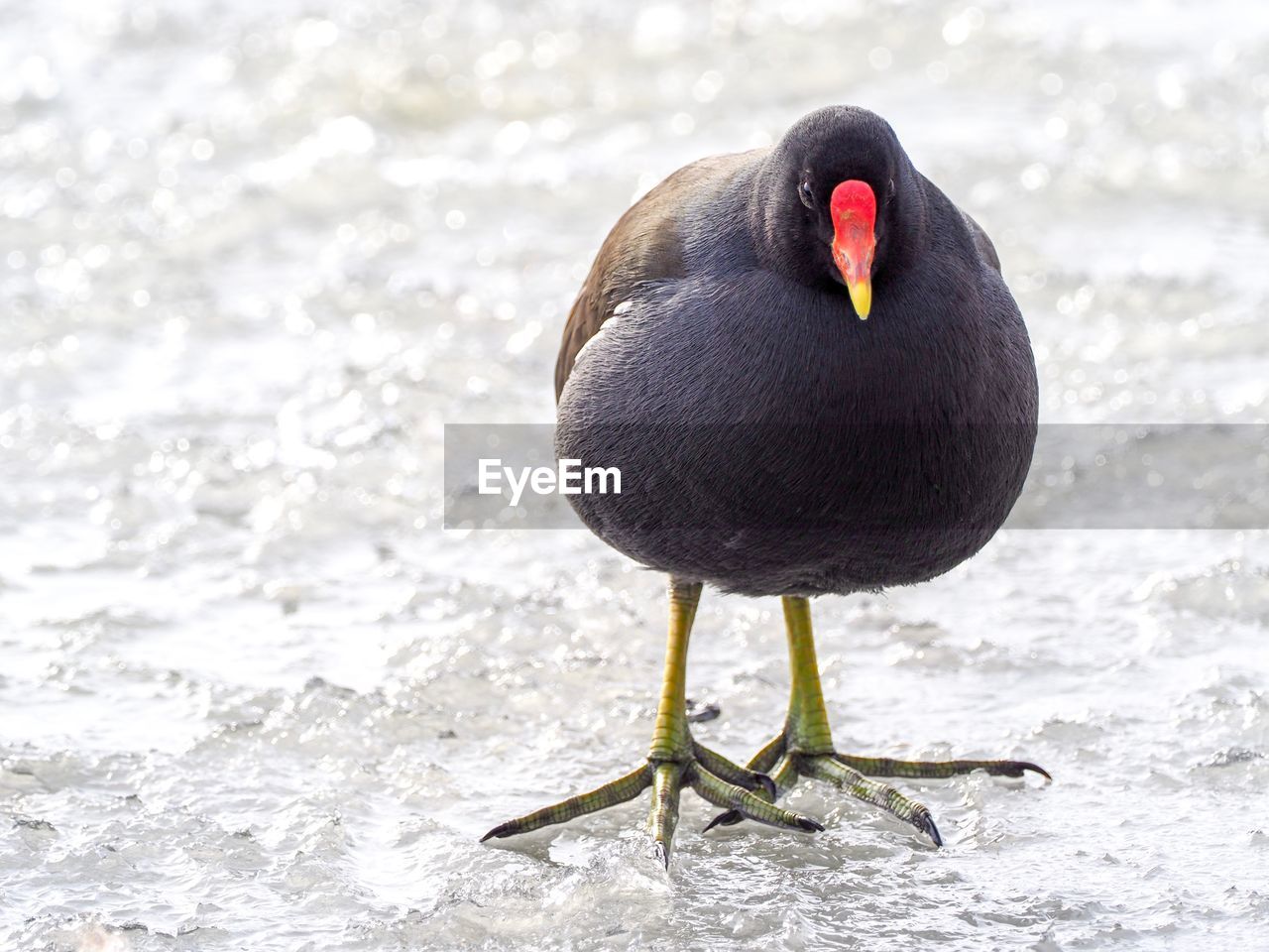 CLOSE-UP OF DUCK IN WATER