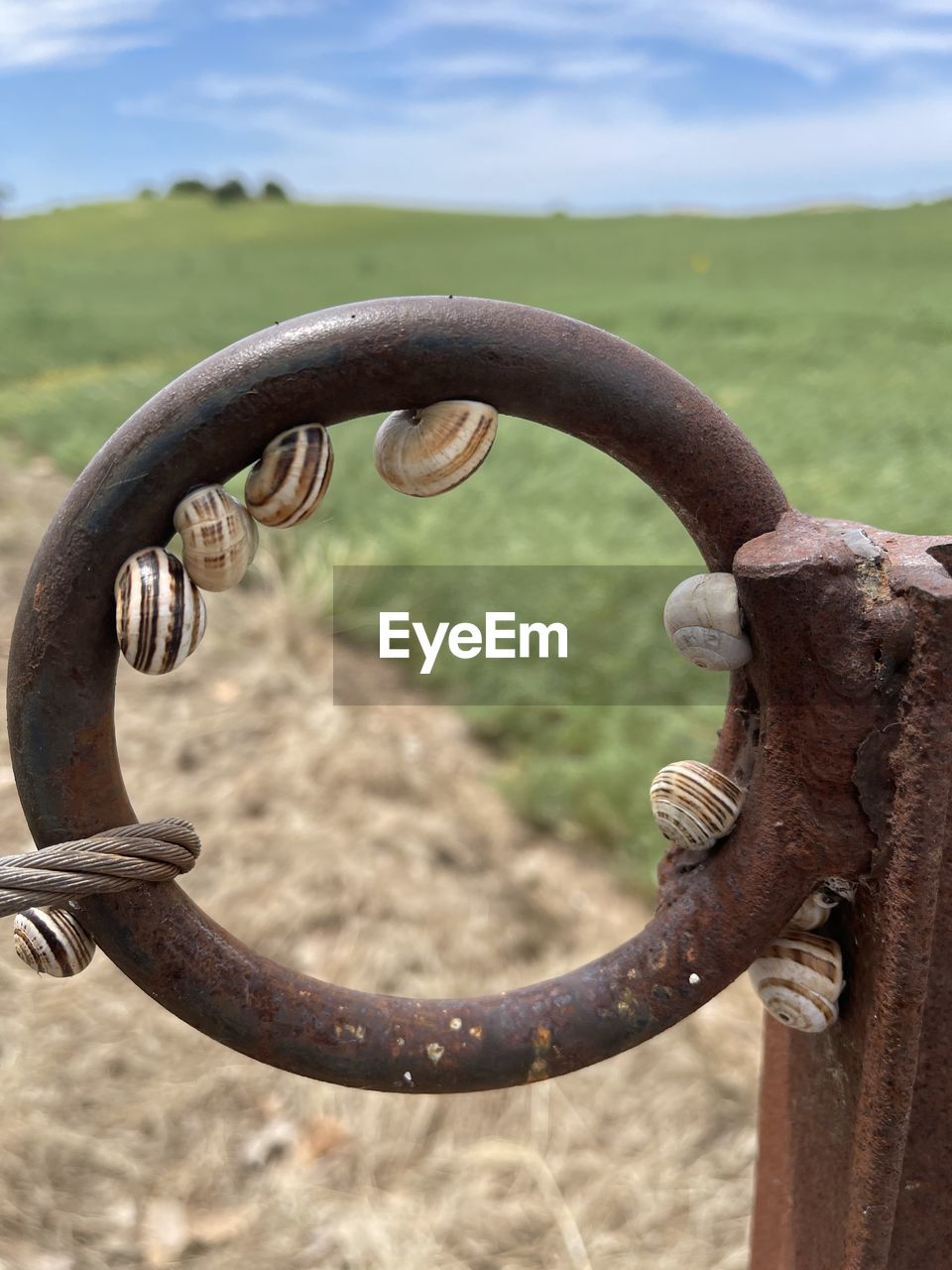 metal, rusty, iron, no people, close-up, focus on foreground, day, circle, nature, geometric shape, outdoors, shape, bridle, old, horn, protection