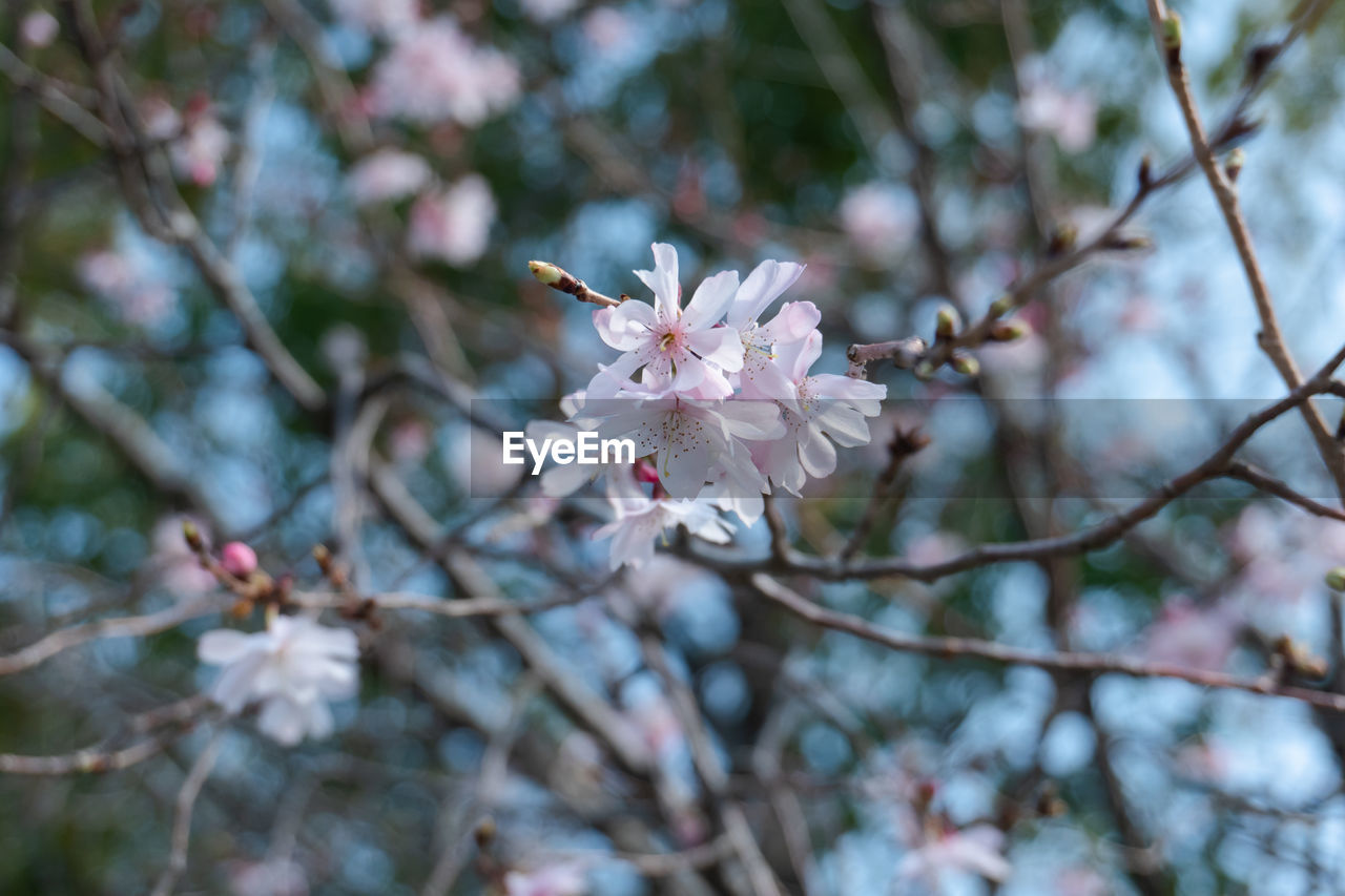 CLOSE-UP OF CHERRY BLOSSOMS IN SPRING