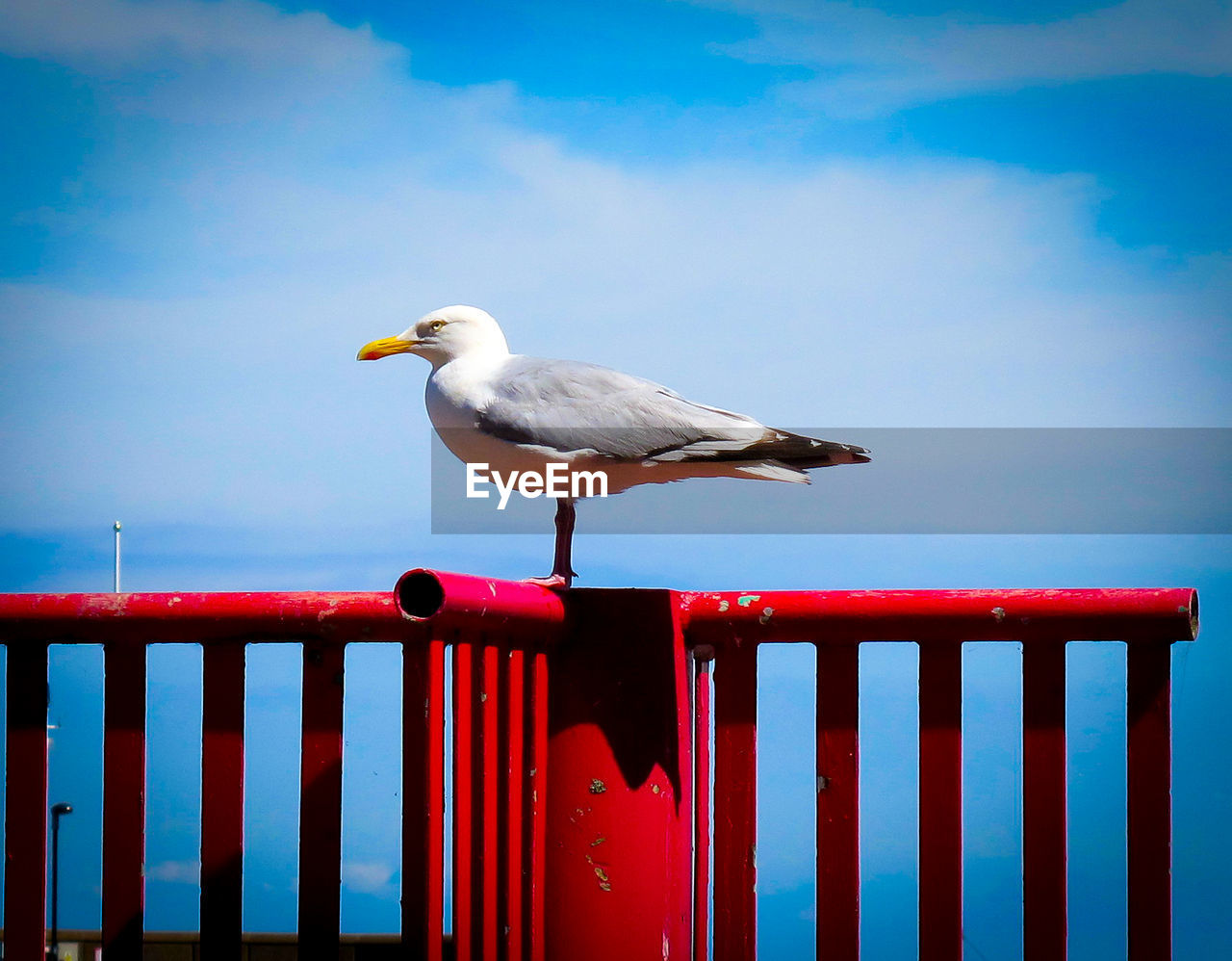 BIRD PERCHING ON RAILING AGAINST BLUE SKY