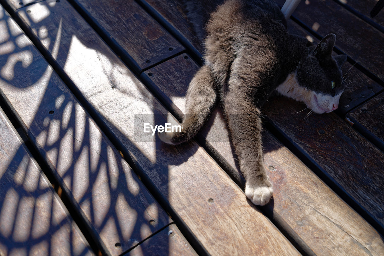 HIGH ANGLE VIEW OF A CAT LYING DOWN