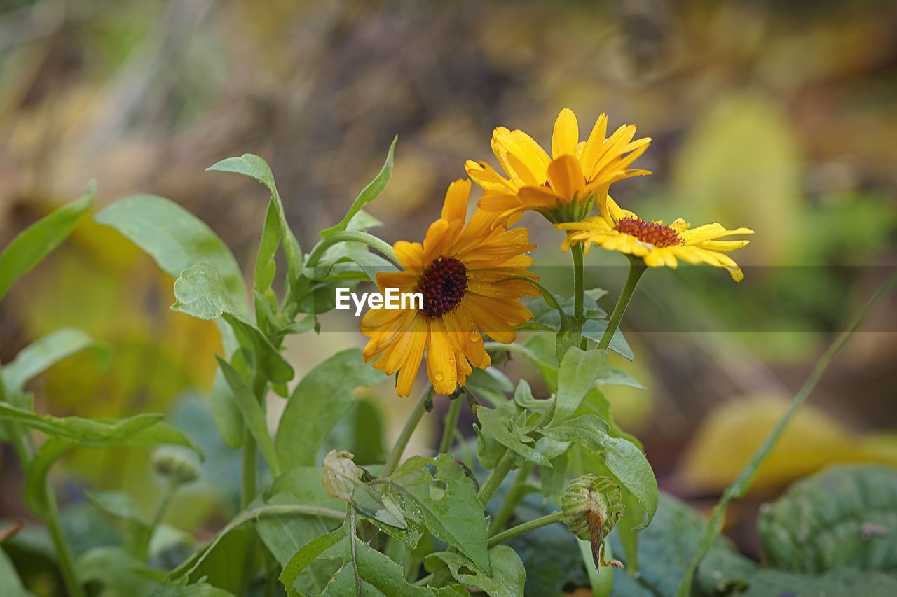 Close-up of yellow flowering plant