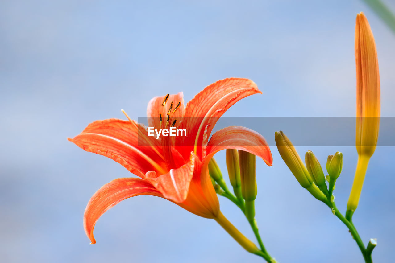 Close-up of orange day lily blooming outdoors