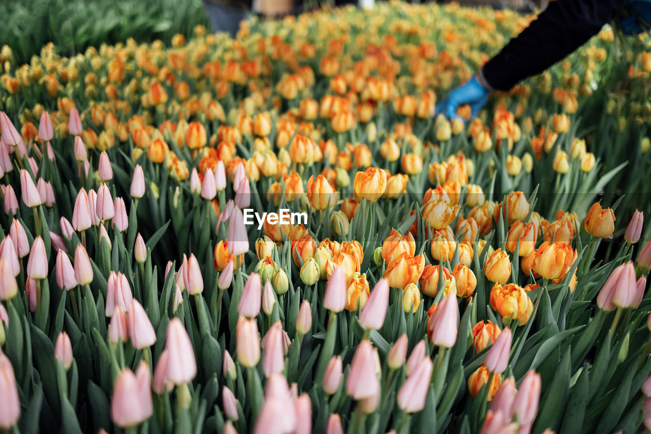 full frame shot of flowers