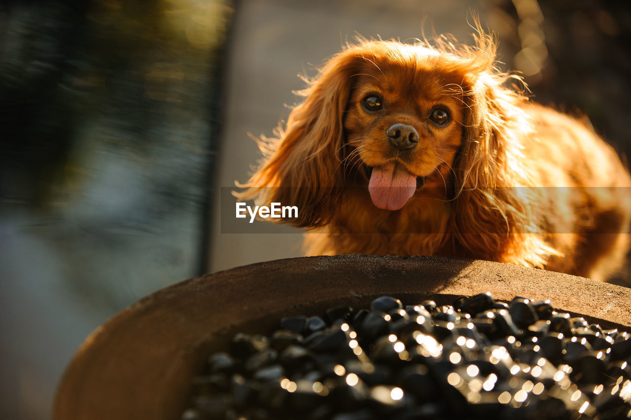 Portrait of cavalier king charles spaniel panting on sunny day