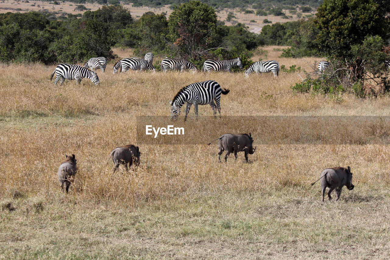 High angle view of zebras and warthogs on field