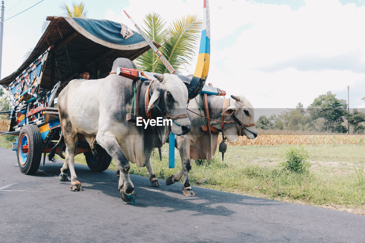 HORSES ON ROAD