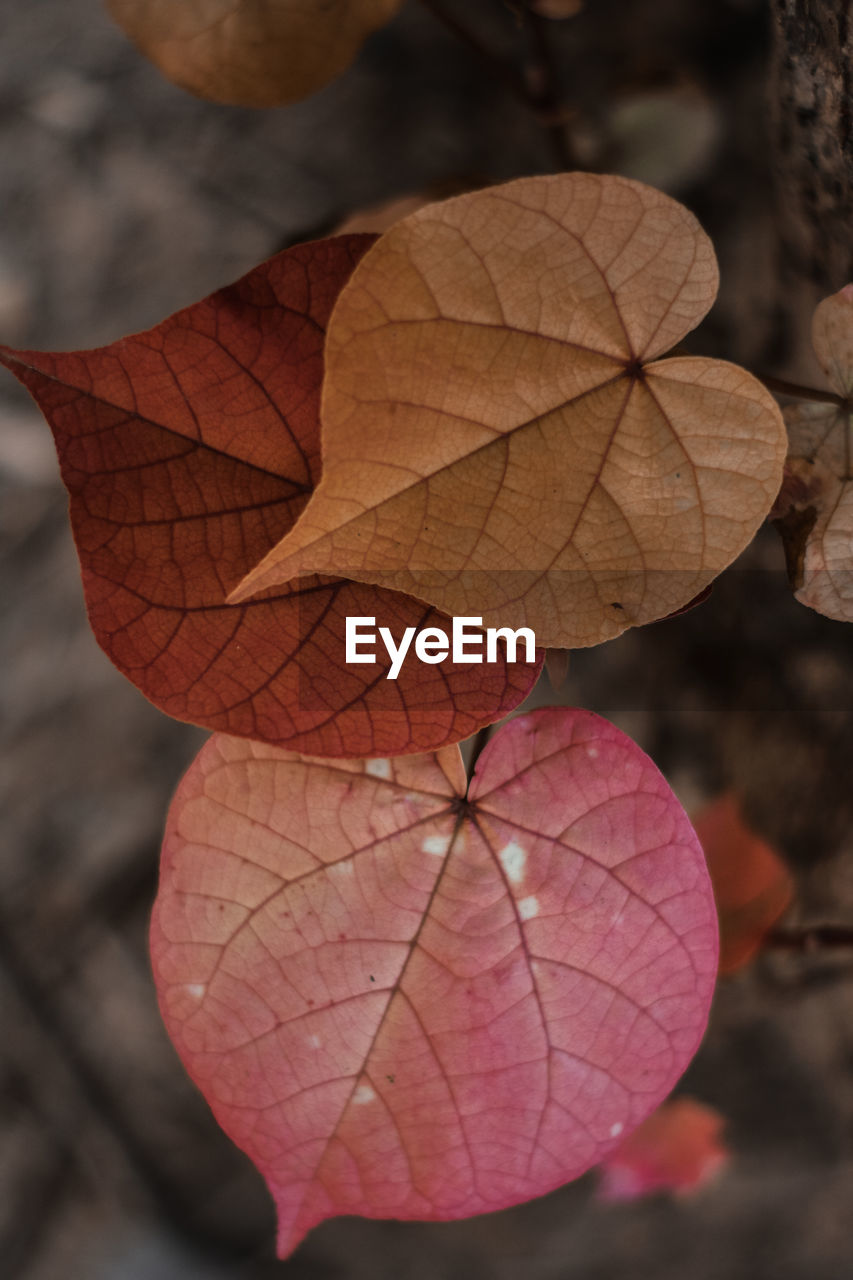 Close-up of autumnal leaf