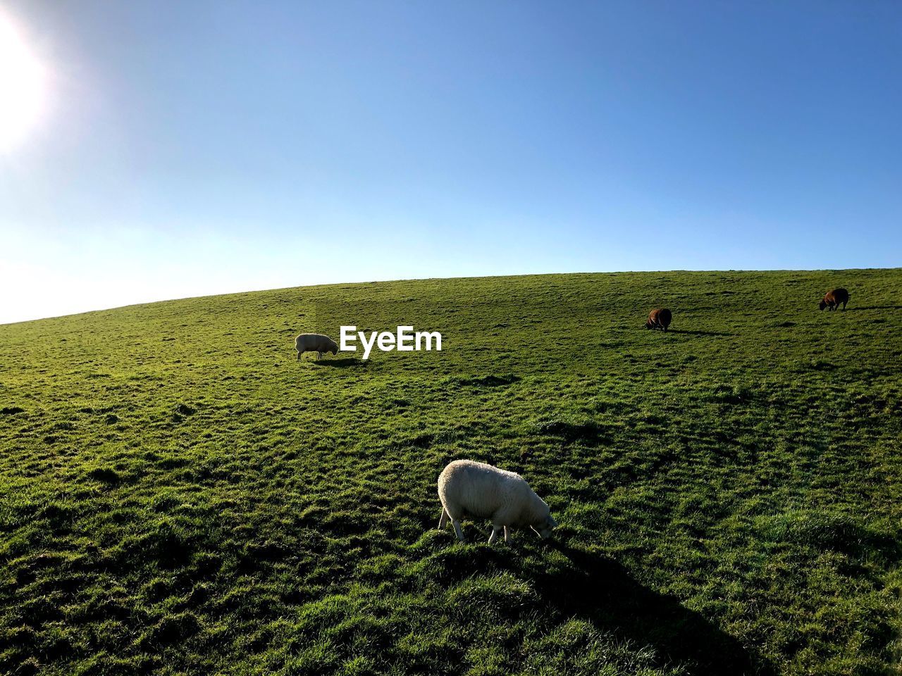 VIEW OF SHEEP ON FIELD