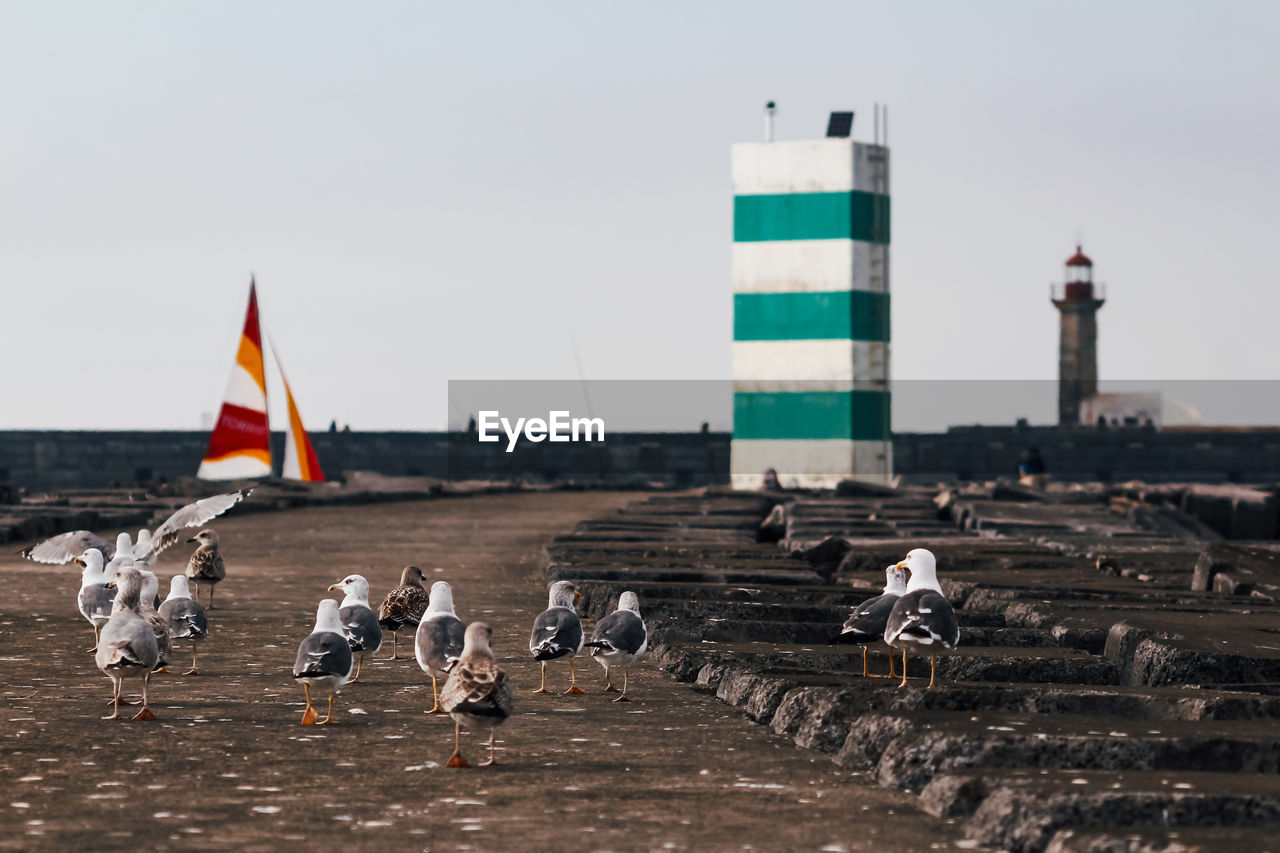 Seagulls walking on lighthouse path