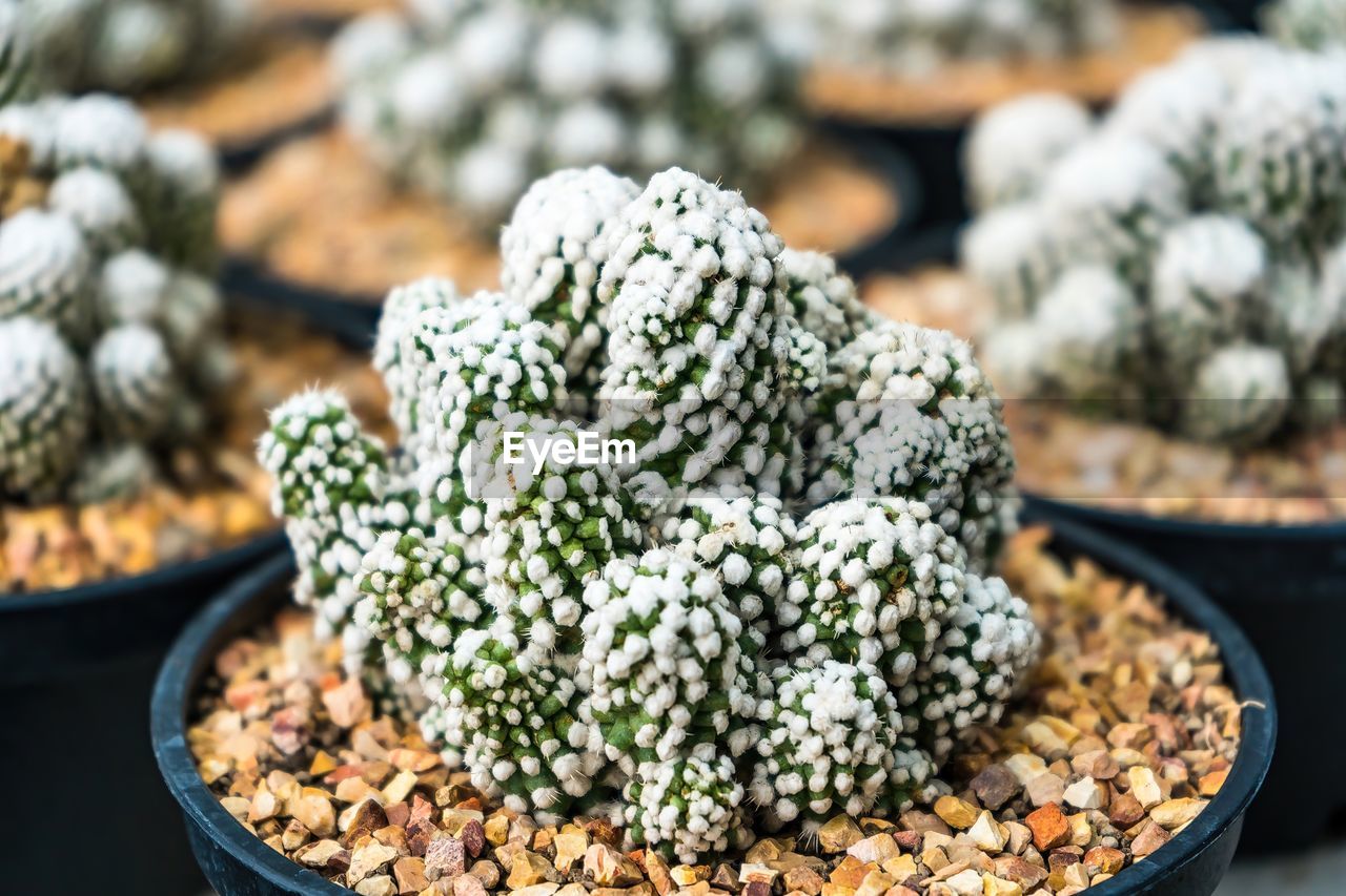 plant, food, food and drink, flower, no people, nature, cactus, freshness, wellbeing, focus on foreground, close-up, healthy eating, vegetable, growth, potted plant, day, abundance, outdoors, large group of objects, retail, market, green