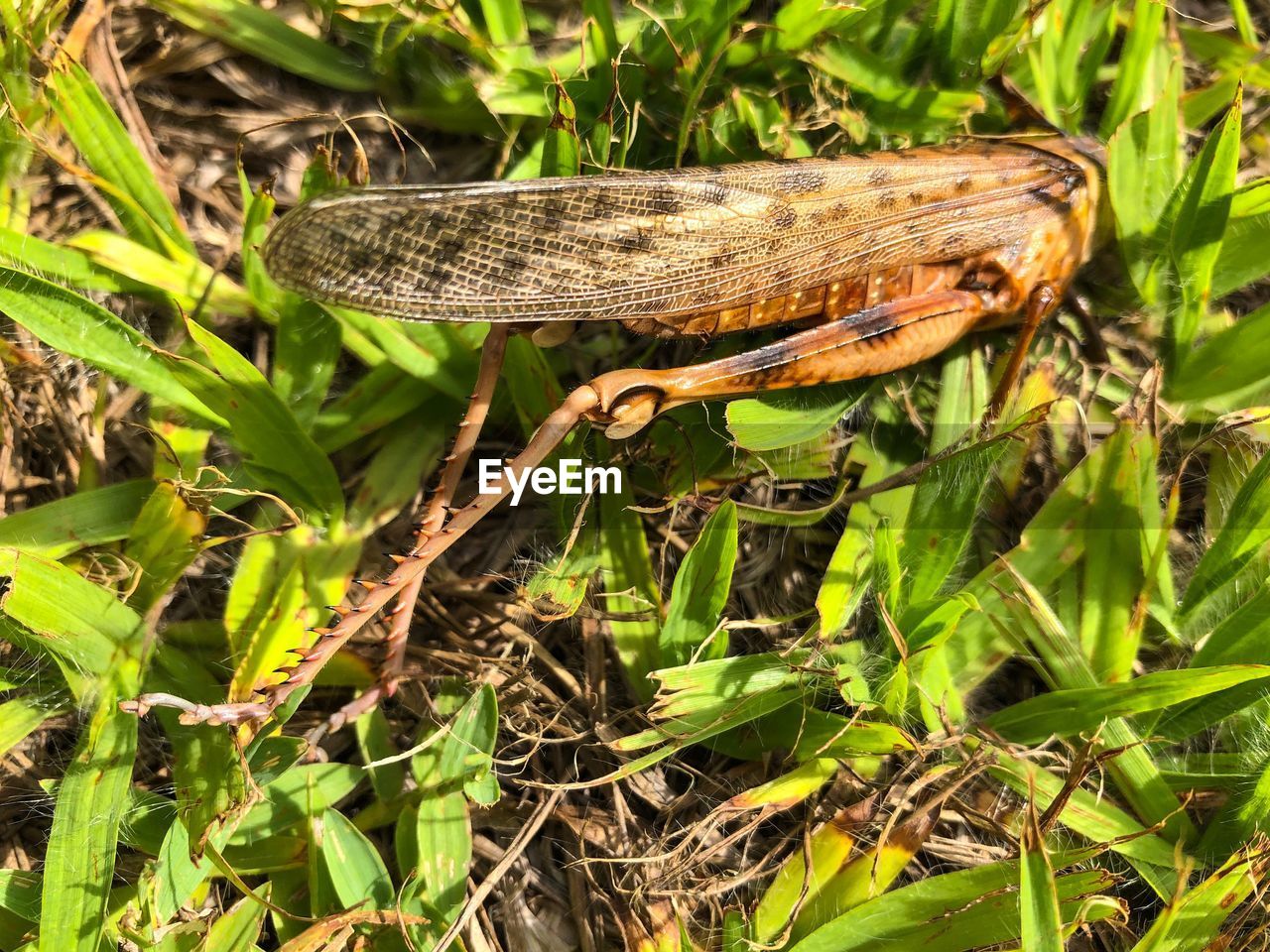 CLOSE-UP OF INSECT ON PLANT