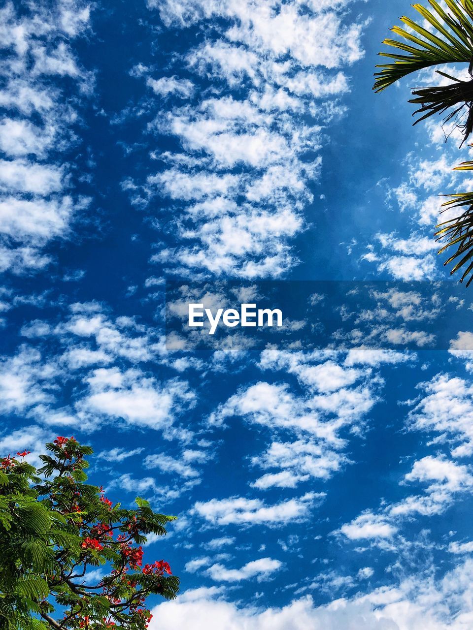 LOW ANGLE VIEW OF BLUE SKY AND TREES