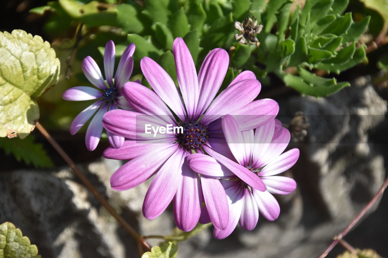 Close-up of pink flower blooming outdoors