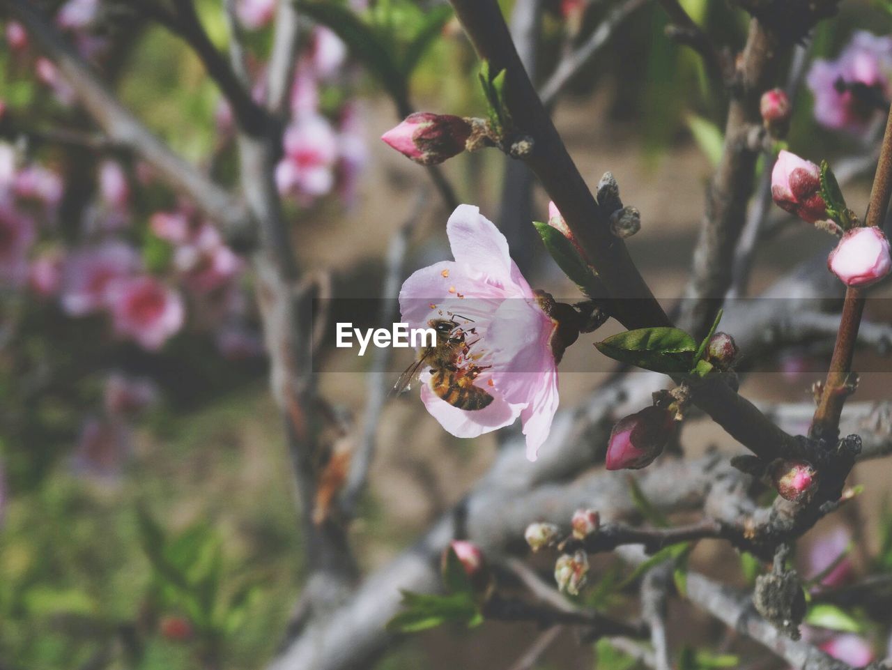 Close-up of pink flowers on branch