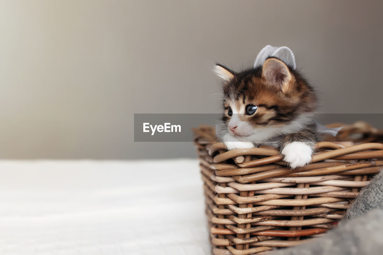 Little small kitten sit inside wooden wicker basket and looking upfront
