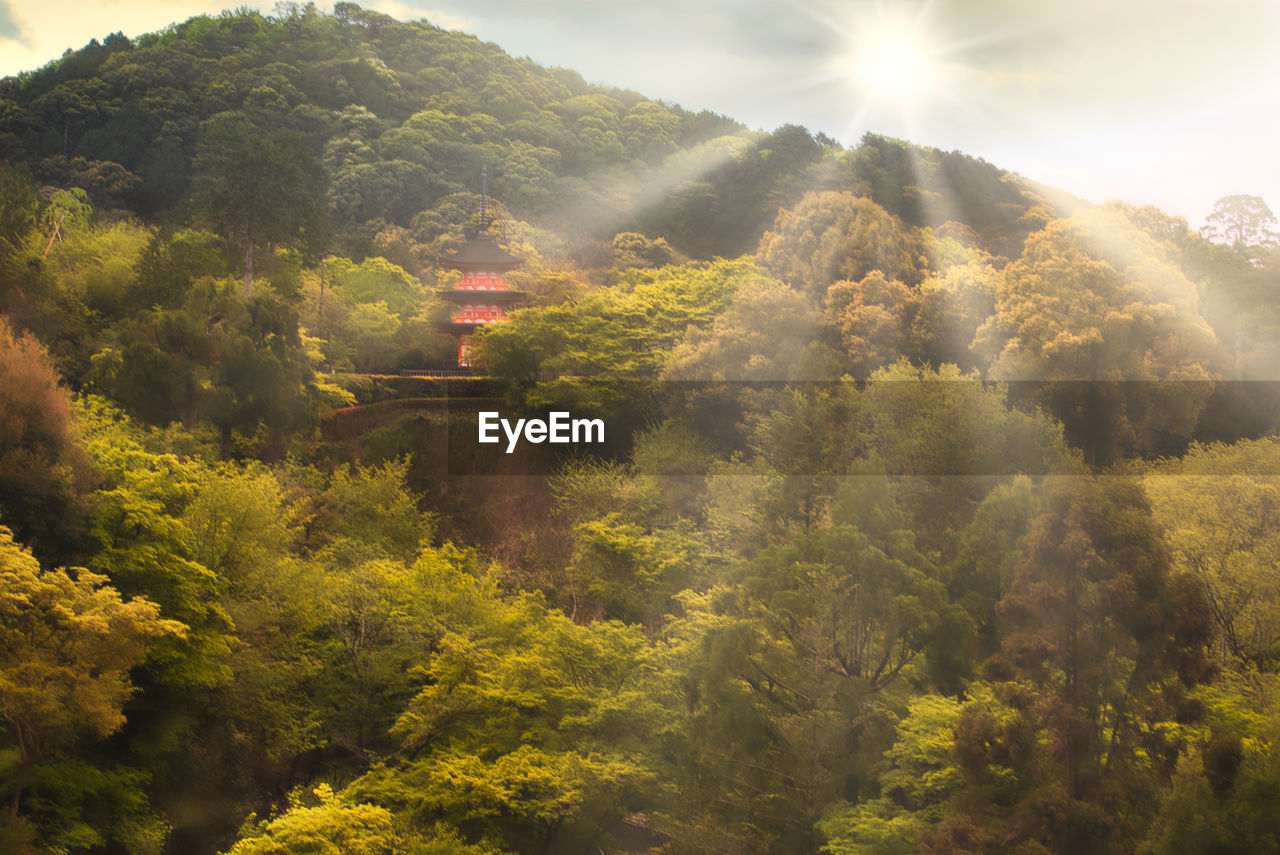 Scenic view of trees and plants against sky